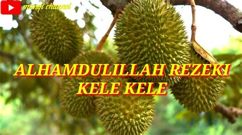 Panen Buah Durian Montong Di Kebun Alhamdulillah Panen Buah Durian