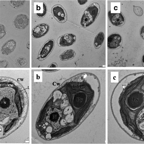 Phototaxis Of C Reinhardtii A Photo Was Taken At