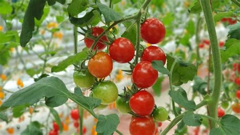 C Mo Cultivar Tomate Cherry En Maceta Tips Para Tener Tus Propios