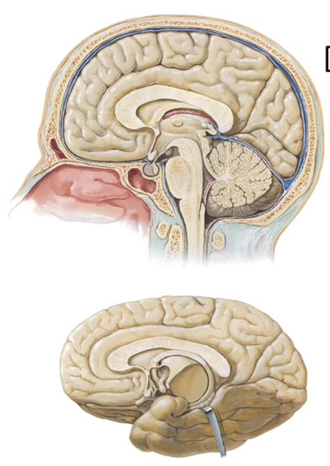 diencephalon Diagram | Quizlet