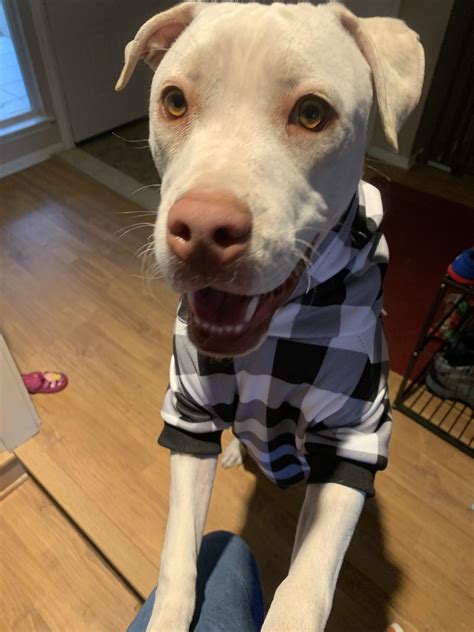 Puppy Smiles In His New Sweater Scrolller