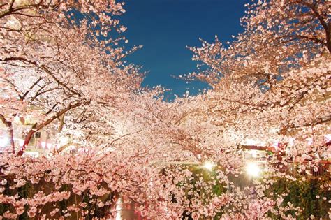 ライトアップされた夜桜（川沿いの桜並木）02 フリー素材ドットコム