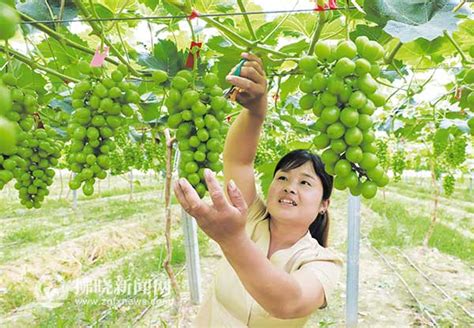 小葡萄串起好光景