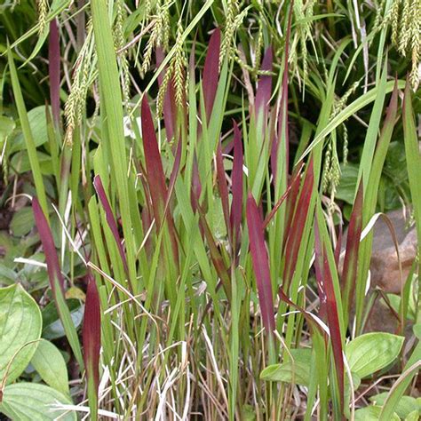 IMPERATA CYLINDRICA RED BARON Houtmeyers Plantencentrum En