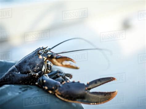 Lobster Close Up Stock Photo Dissolve