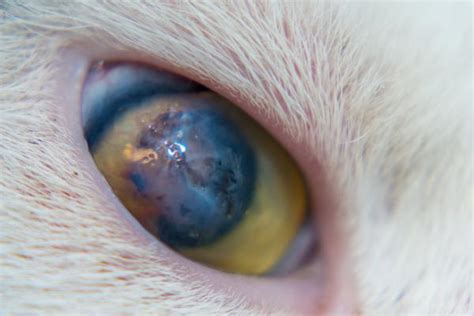 Úlcera en el ojo del gato Tipos causas síntomas y tratamiento