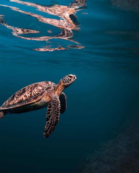 Megan Shea-Graff | Underwater Photographer (@meg_underwater