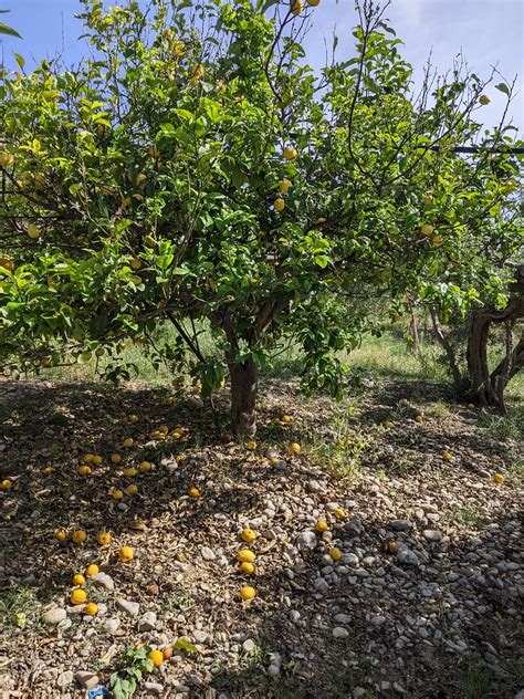 Campagna Siciliana Raccolta Di Foto Sulla Campagna Sicilia