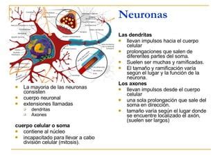 Estructura De La Neurona PPT