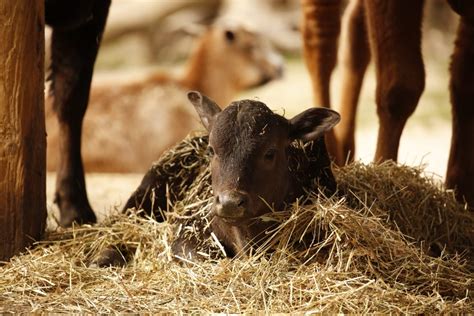 Riapre Il Parco Natura Viva Tra Fiocchi Azzurri E Nuove Coppie Daily