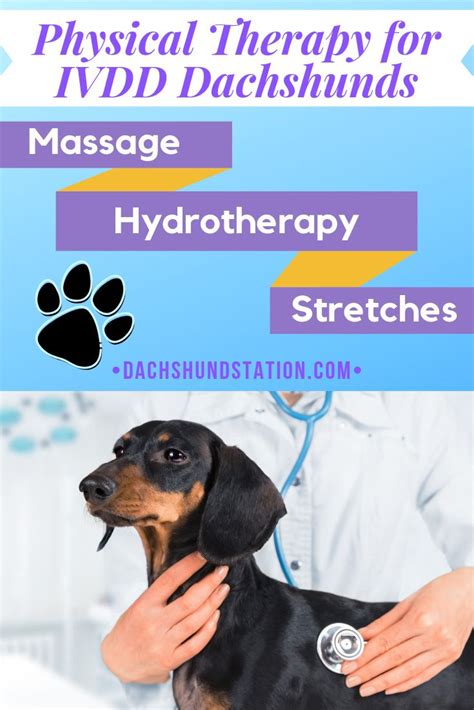 Successful Therapy For Dachshunds With Ivdd Dachshund Station