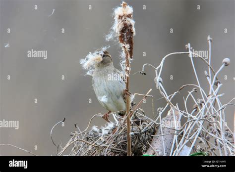 Female house sparrow (Passer domesticus) gathering nesting materials Stock Photo - Alamy