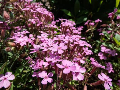 The Rock Soapwort Or Tumbling Ted Saponaria Ocymoides Flowering With