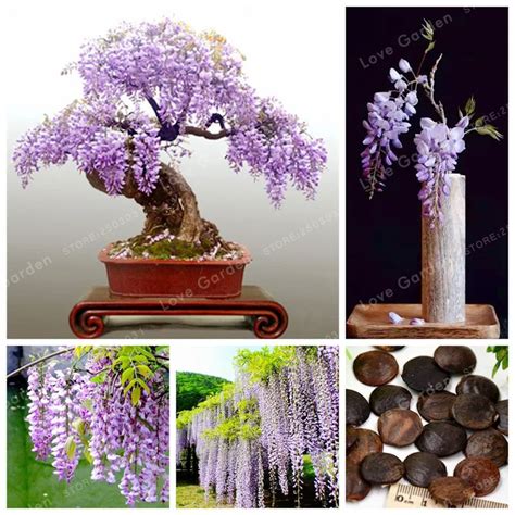 Aliexpress.com : Buy Wisteria Bonsai 10 Pcs Rare Bonsai Wisteria Tree ...