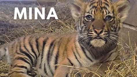 Meet Mina, the new tiger cub at the Jacksonville Zoo | Jacksonville Today