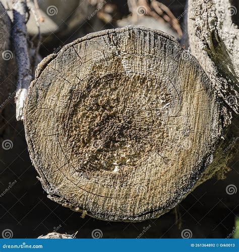 Round Section Of A Tree Trunk Stock Photo Image Of Fuel Detailed