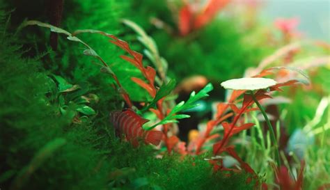 Is Blue Light Good for Aquarium Plants? Know the Facts! | AquariaTale