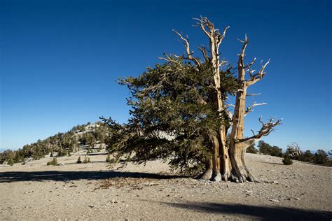 Bristlecone Pine, White Mountains, California – Geology Pics