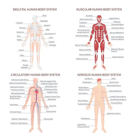 Colección plana de sistemas de órganos del cuerpo humano dibujada a