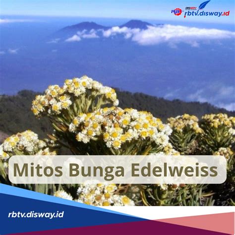 Ini Mitos Bunga Edelweiss Bunga Abadi Di Gunung Yang Tak Boleh Dipetik