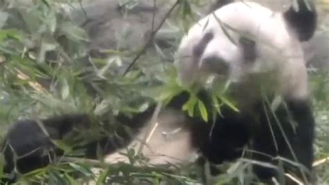 旅日大熊猫香香最后一天在日见游客，民众依依惜别送祝福 关键帧 澎湃新闻 The Paper