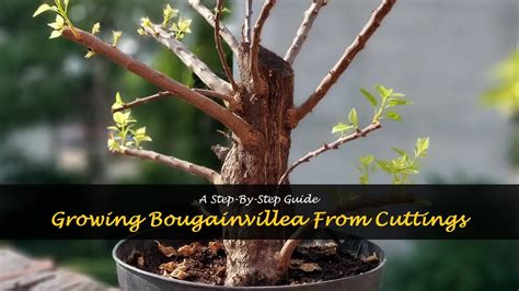 Growing Bougainvillea From Cuttings A Step By Step Guide Shuncy