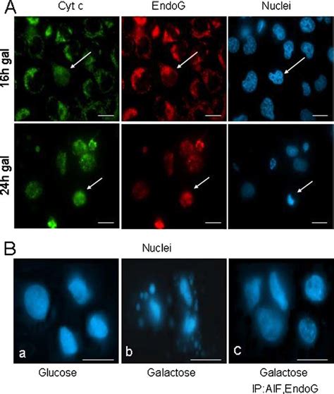 Immunofluorescence Analysis Of Cytochrome C And Endog Release From