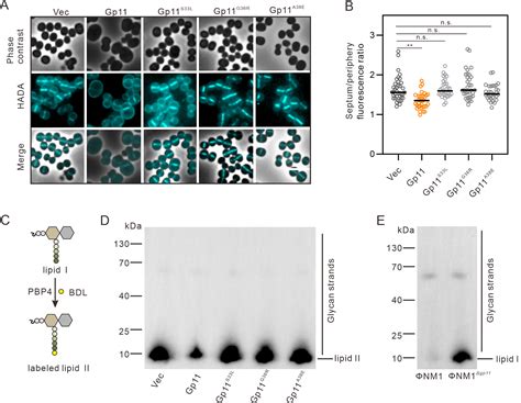 Phage Protein Gp Blocks Staphylococcus Aureus Cell Division By