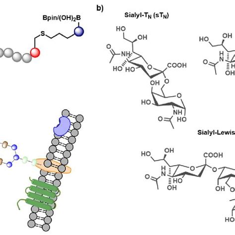 A General Reaction Scheme Of Thiol Ene Click Chemistry On Peptides B