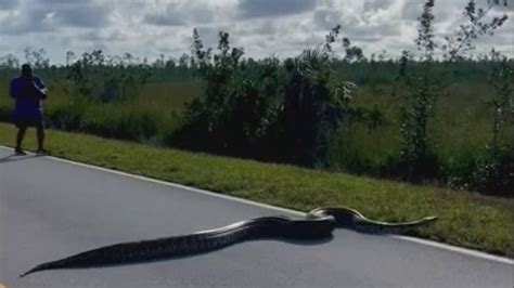 Giant Burmese Python In Florida Everglades Spotted Crossing Road In Wild Video Fox News