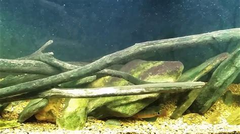 Native Tank Update on Columnaris Outbreak (7/30/17) - YouTube