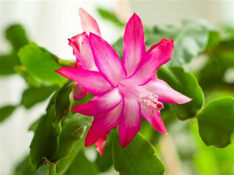 Schlumbergera Bridgesii Christmas Cactus World Of Succulents