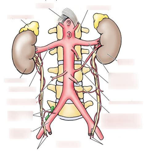 Abdominal Aorta - Arteries Diagram | Quizlet