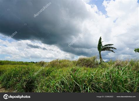 Amazing Nature Landscape Greenery Trees Stock Photo by ...