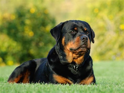 Rottweiler Es Una Raza Peligrosa Quieres Conocer Esta Raza Koala