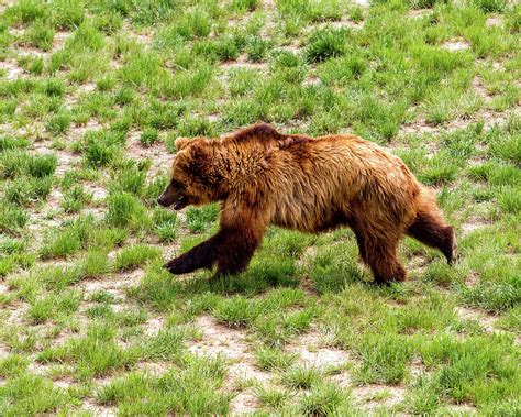 Running Bear Photograph by Carl Auer - Pixels