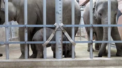 やまこじ On Twitter 赤ちゃんを見守るアヌラとさくら🐘🐘 東山動物園 アジアゾウ