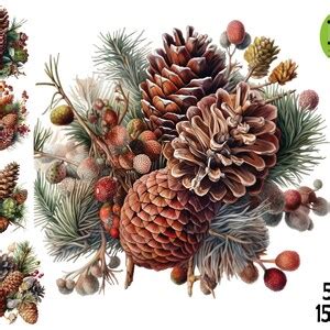 Pine Cone Clipart Watercolor Illustration PNG, Pinecones Arrangement ...