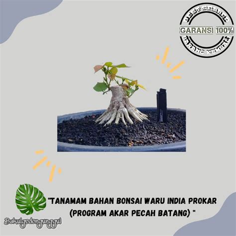 Jual Bahan Bonsai Waru India Sudah Program Akar Pecah Batang Siap