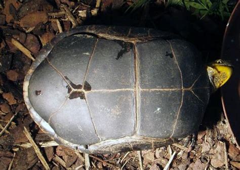 Turtle Pictures Indochinese Box Turtle Cuora Galbinifrons