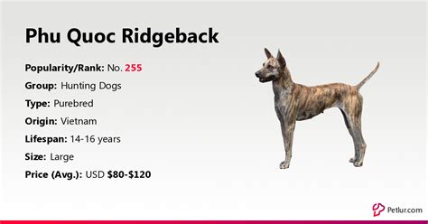 Phu Quoc Ridgeback Dog Breed Info, Size, Price, Height | Petlur