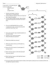 DNA Structure Assignment 1 Docx Name Assignment DNA Structure In