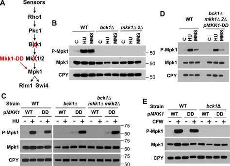 Genotoxic Stress Activates Mpk1 Through A Mechanism That Acts Below Its