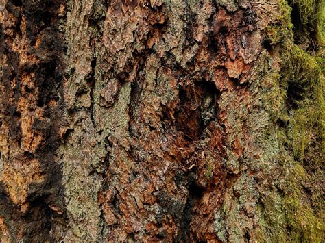 Vous achetez du papier peint Écorce d arbre vieil arbre 3D