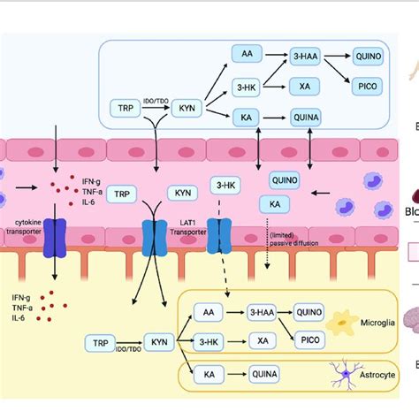 Kynurenine Metabolites And The Blood Brain Barrier BBB Tryptophan