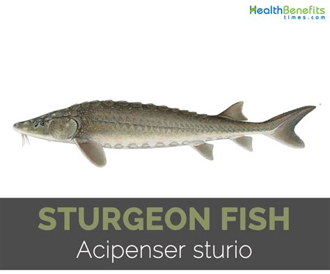 Sturgeon Fish Facts and Nutritional Value