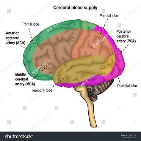 Distribution Each Major Cerebral Arteries Stock Illustration 1472377472