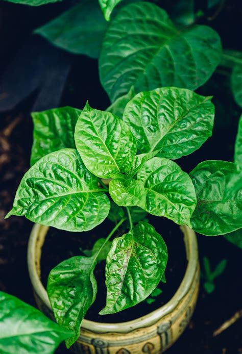 How to Tell Habanero Peppers Are Ripe | Easy Everyday Recipes