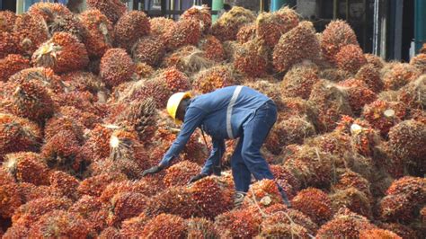 Producción de aceite de palma creció 5 0 en 2023 Mundo Noticias