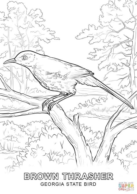 Pennsylvania State Bird Coloring Pages Jesyscioblin